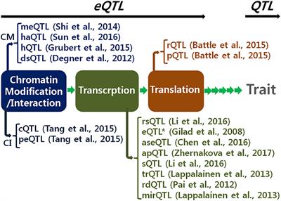 Bayesian Inference for Mixed Model-Based Genome-Wide Analysis of Expression Quantitative Trait Loci by Gibbs Sampling